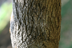 Vernonia travancorica